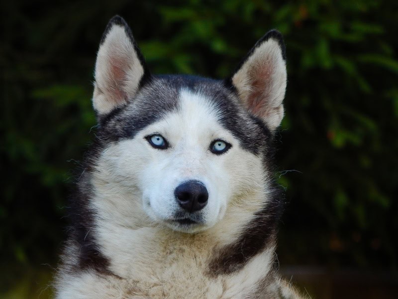 Husky : le chien énergique, loyal et au regard envoûtant
