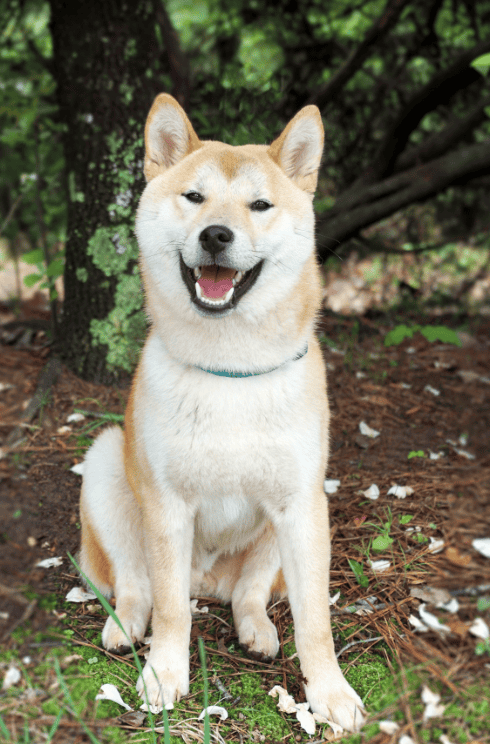 Le Shiba Inu : un chien japonais au caractère unique