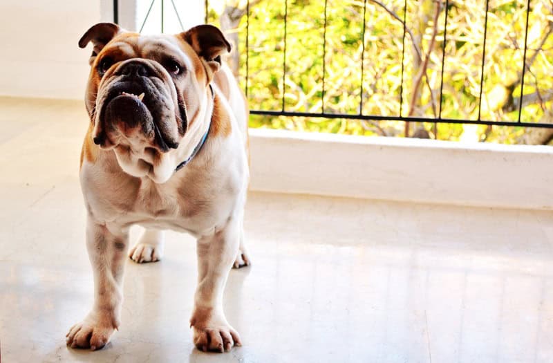 Le Bulldog anglais : un compagnon attachant au caractère unique