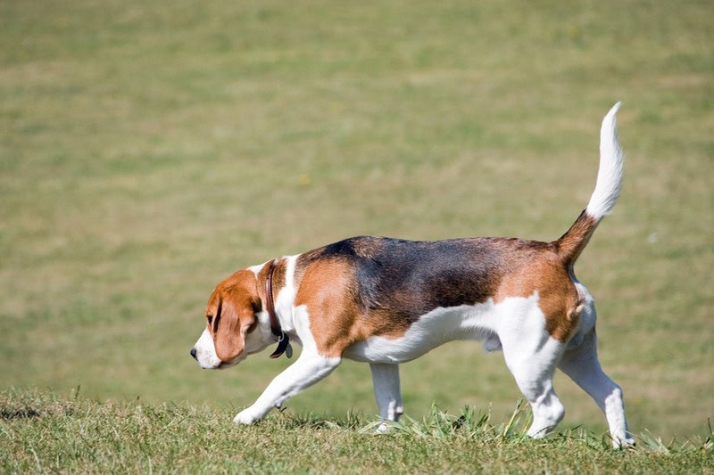 Le Beagle : un chien intelligent, énergique et plein de tendresse