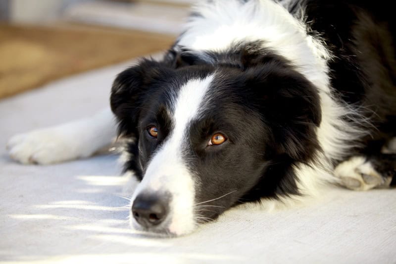Le Border Collie : un chien intelligent et énergique