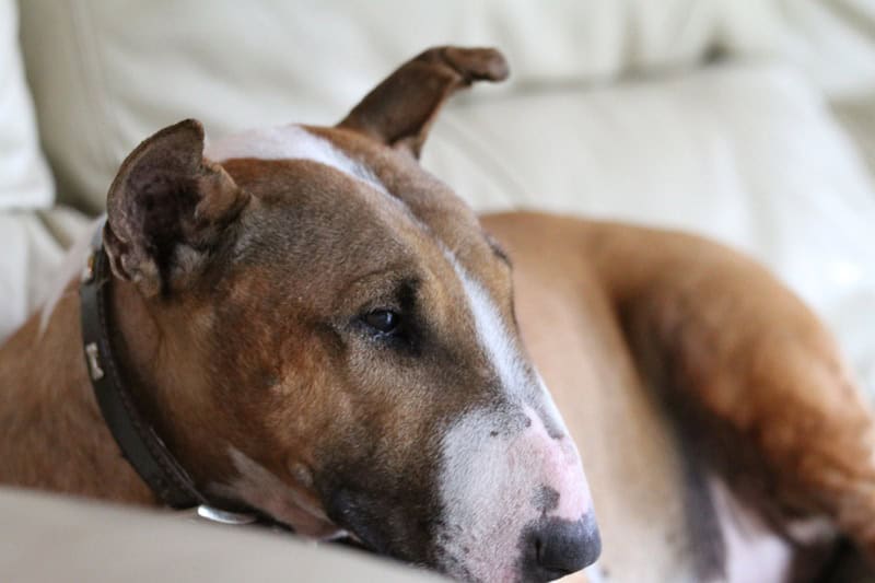 Le Bull Terrier : un chien unique au caractère affirmé