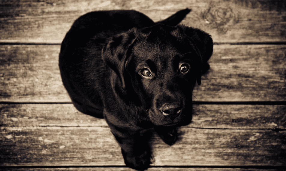 Le Labrador : un compagnon fidèle et polyvalent