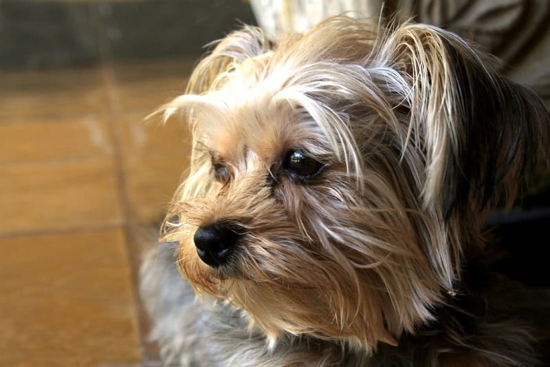 Le Yorkshire Terrier : un petit chien au grand caractère