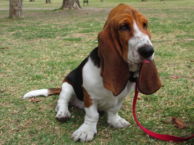 Le Basset Hound : un chien calme, affectueux et reconnaissable entre tous