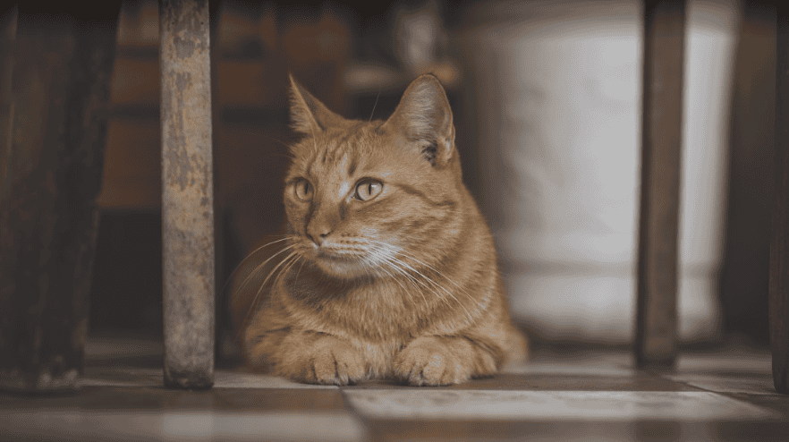 Comment enlever l’odeur d’urine de mon chat ?