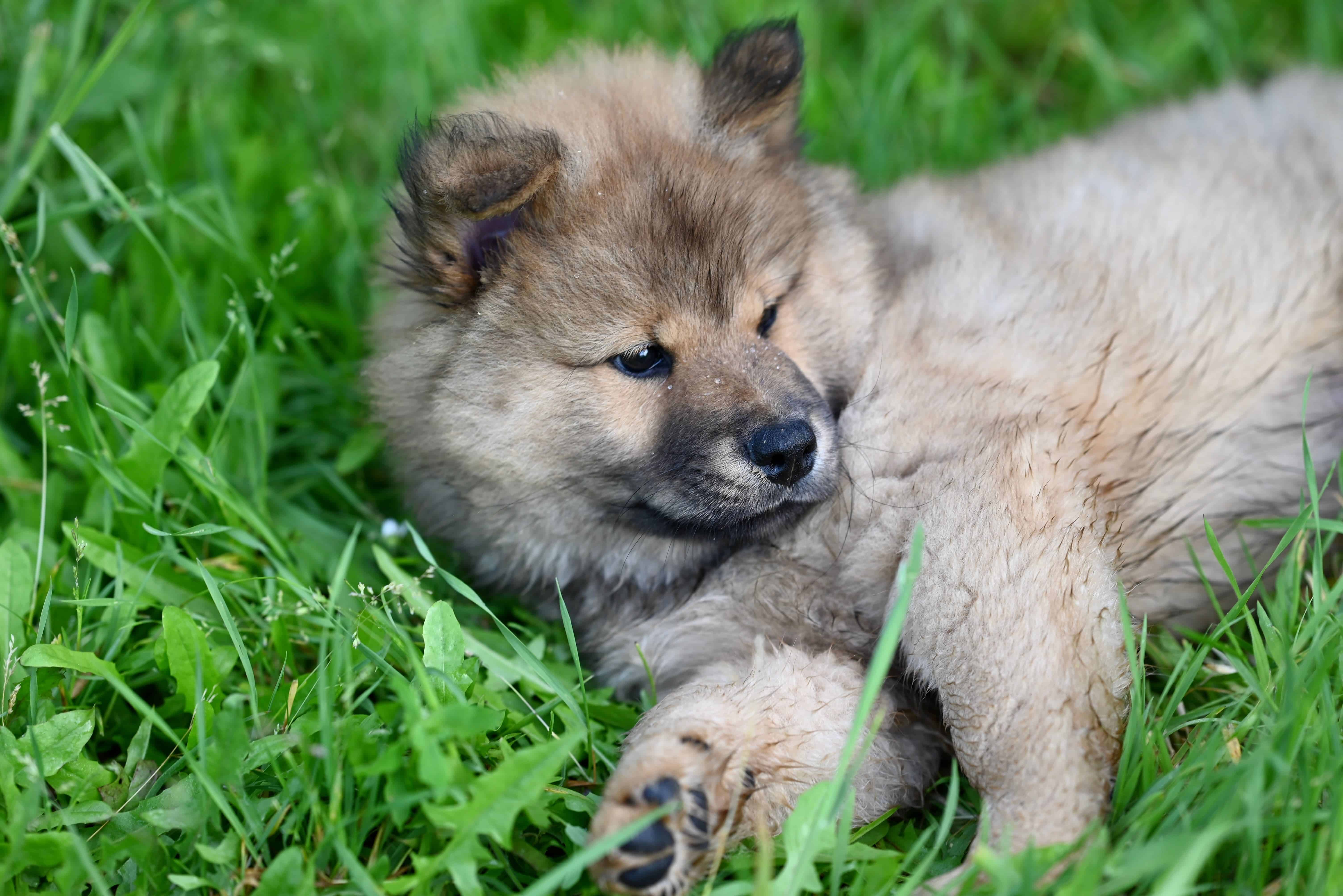 Le Chow-Chow : un chien majestueux au caractère unique